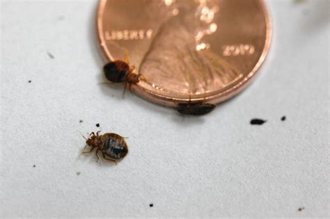 Bedbugs Are Drawn To Certain Colors Baltimore Sun
