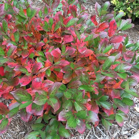 6 shrubs to plant now for last gasp of garden color