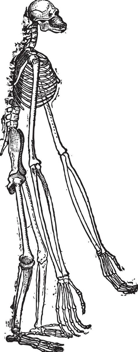 Skeleton Of Gibbon Vintage Engraving 35068509 Vector Art At Vecteezy