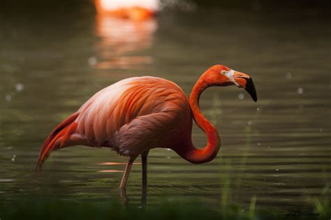 Perfect click ?? Bird photography Wildlife photography | Wildlife photography, Bird photography ...