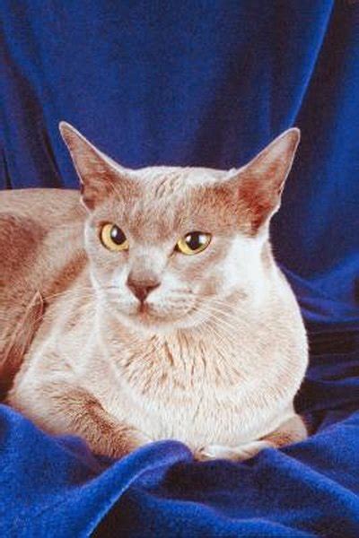 Clinical chemistry si conversion factors. The Average Weight of a Burmese Cat - Pets