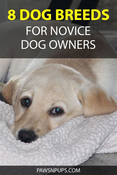 Easiest Dogs To Take Care Of 8 Breeds For Novice Owners Dogs
