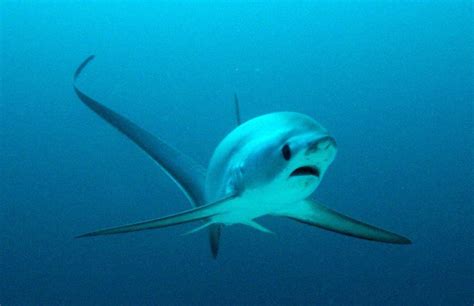 Thresher Sharks In Crystal Bay Nusa Penida Two Fish Divers