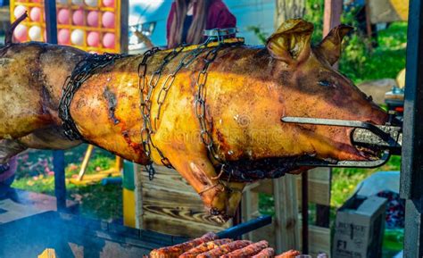 Pig Roasted On A Spit Spit Roasting Is A Traditional International