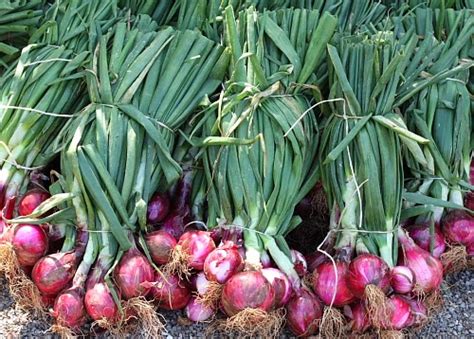 Jejak Penyuluh Bawang Merah