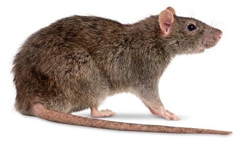 Rat Png All Png All