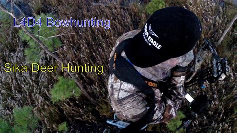 Maryland Sika Deer Hunt Self Videoing Sikas Is Extremely Hard In The