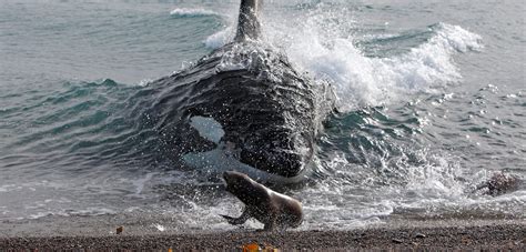 Salish Sea Killer Whales Have A Surprising New Way Of Hunting Hakai