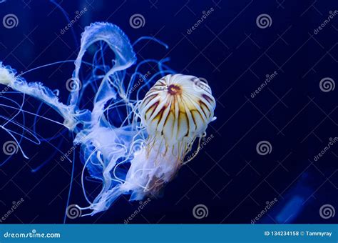 Stinging Nettle Jellyfish Swimming In The Deep Blue Ocean Stock Photo