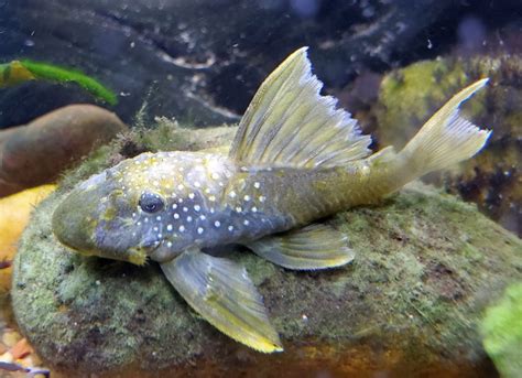 Green Phantom Pleco Hemiancistrus Subviridis L200 Tropical Fish Keeping