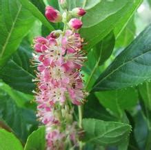 Propagate by seed sown in pots in a cold frame in spring or by division in early summer. Clethra 'Ruby Spice'