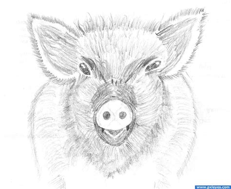 Pig Picture By Chandershekhar For Farm Animals Drawing Contest