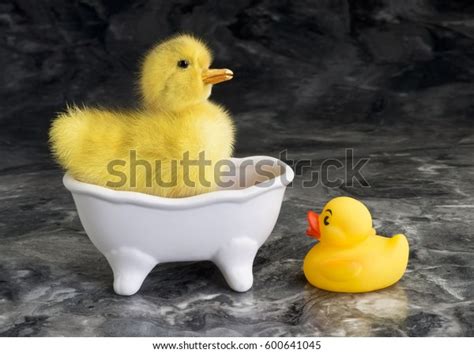 Sold by ami ventures inc. Cute Baby Duckys Bath Tub Stock Photo (Edit Now) 600641045