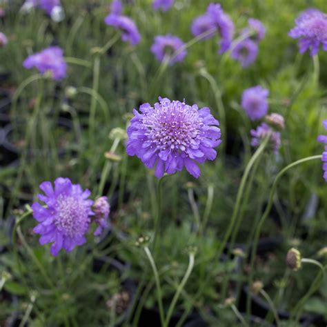 Butterfly Blue Pincushion Flower For Sale Online The Greenhouse