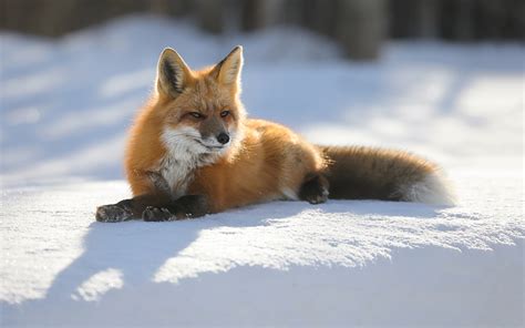 Winterbilder tiere als hintergrundbild : Hintergrundbilder Füchse Winter Schnee Tiere