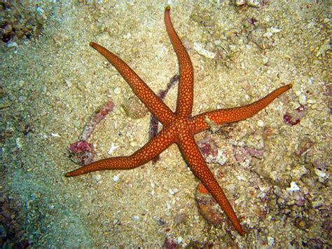 Sea Star In The Filipino Sea 23102011 Stock Photo Image Of Biology