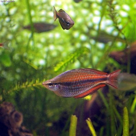 15 Popular Types Of Rainbow Fish