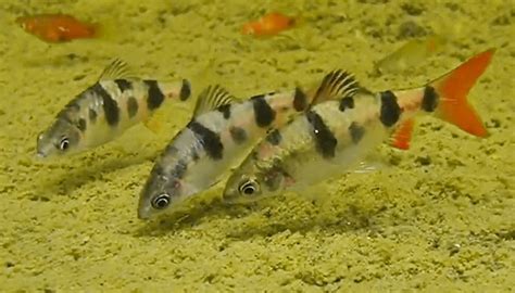 20 Different Types Of Barb Fish With Pictures You Should Know About