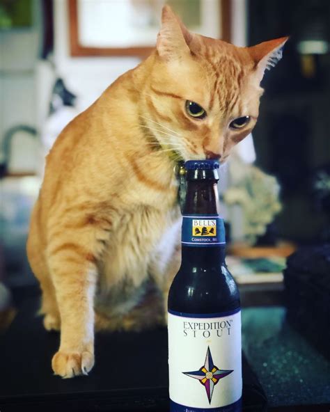 Pin By James Retling On Beer Cats Beer Cats Booze