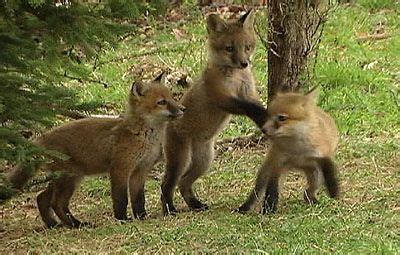 What Does A Fox Den Look Like Inside Google Search