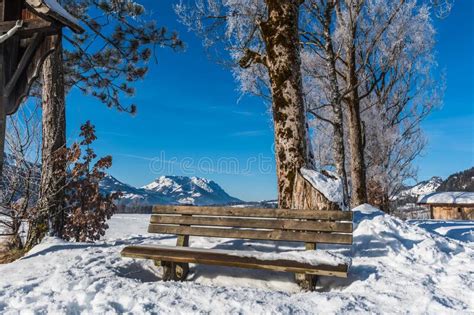 Bench And Trees In A Snowy Landscape Stock Photo Image Of Frozen