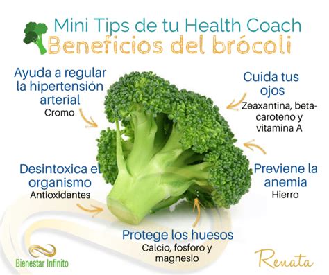 Beneficios Del Brócoli Bienestar Infinito
