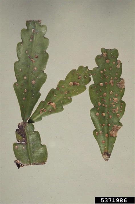 Apr 26, 2021 · thanksgiving cactus information. Cercospora fungi (Cercospora spp. ) on false Christmas ...