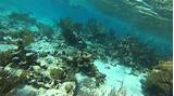 Coral Gardens Grand Cayman Snorkel Photos