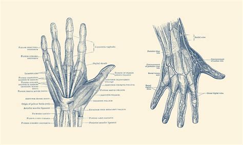 Human Hand Anatomy Dual View Vintage Diagram Drawing By Vintage