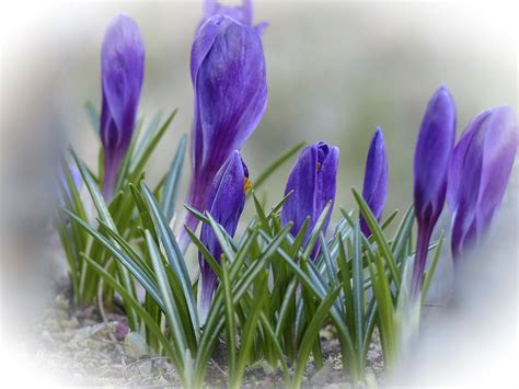 Free Images Nature Blossom White Flower Purple Petal Spring