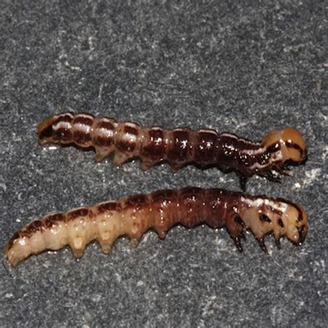 The larval stage of this insect can cause considerable damage to leaves, but prefers flower 2. MyFields