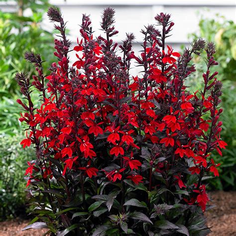 Vulcan Red Cardinal Perennial Live Plant Lobelia Very Hardy Quart