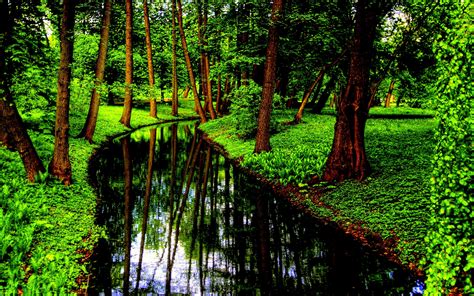 River In Green Forest