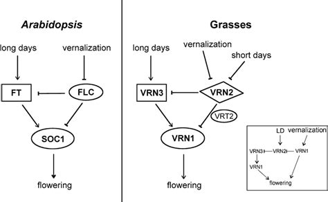 Common Topologies For Vernalization Pathways In Arabidopsis And In
