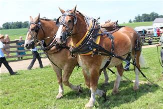 The belgian draft horse is descended from the war horse of the middle ages. Belgian Draft Horse Info, Origin, History, Pictures