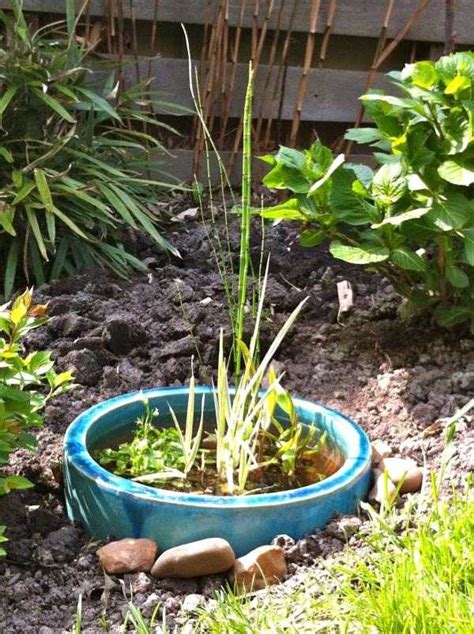 Others say not to put ponds under trees or plants that shed their leaves. DIY Idea for a mini garden pond with a mortar bucket and plants