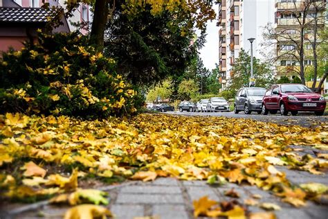Hd Wallpaper Street Autumn Walkway Foliage Yellow Season The