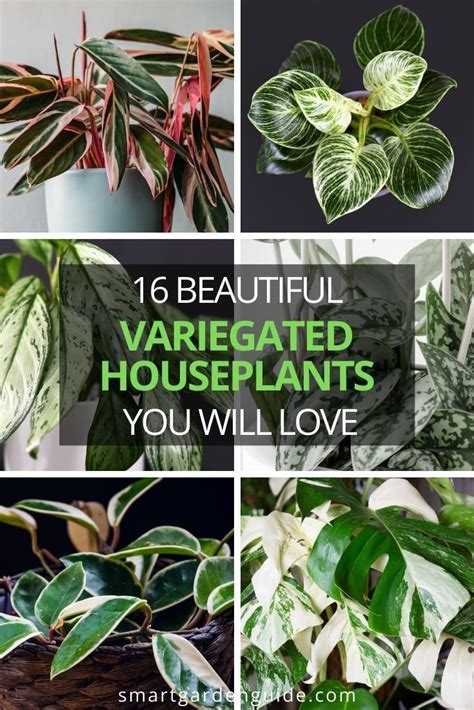 16 Variegated Houseplants Youll Love By Smart Garden Guide In 2021