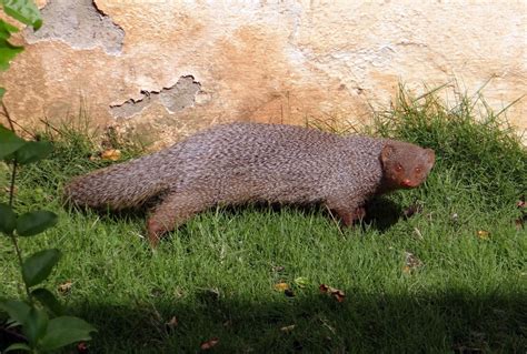 Fotos Gratis Animal Fauna Silvestre Mamífero Roedor Vertebrado