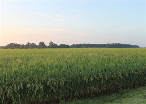 Rice Approaches Harvest With Increased Prices Mississippi State University Extension Service