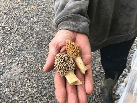 The Joy Of The Hunt Morel Mushrooms Walnut Creek Ohio