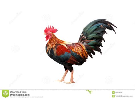 Born on december 5, 1948. Galo Bonito Isolado No Fundo Branco Foto de Stock - Imagem ...