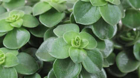 Sebagian besar jenis mawar yang kami sebutkan di bawah ini masih dipertahankan penyebutannya dalam. Jenis Peperomia yang Cocok untuk Dekorasi Ruangan