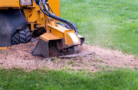 Tree Stump Grinding Green Touch Tree And Landscaping Services