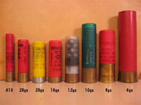 Ammo And Gun Collector Shotgun Shell Gauge Size Comparison