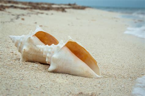Shell Clam Ocean Free Photo On Pixabay Pixabay