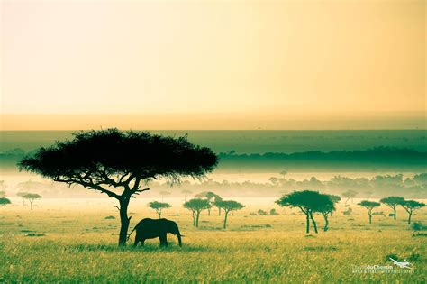 Savanna In Kenya Most Beautiful Picture