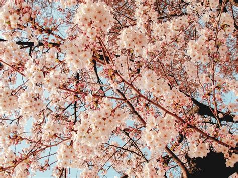 15 Of The Most Picturesque Places To See Cherry Blossoms In Seoul The