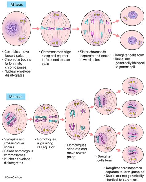 Mitosis And Meiosis Carlson Stock Art