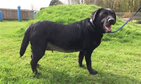 Labrador Recovering After Surgery To Remove 2kg Football Sized Tumour